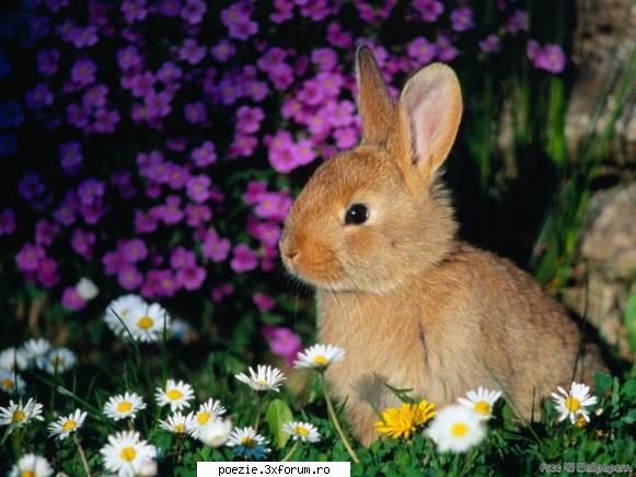 :hi: poze dragute
